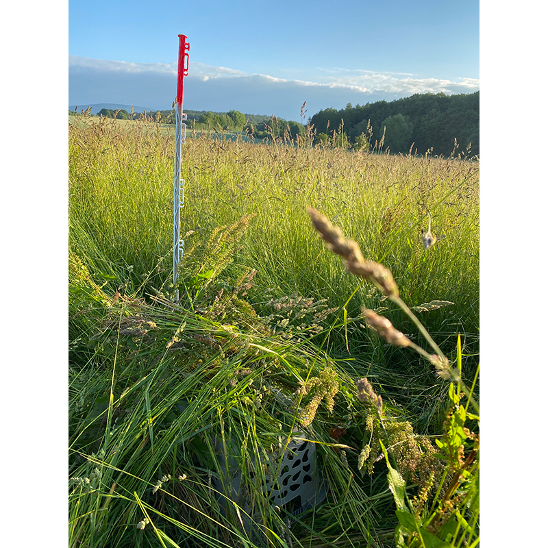 Korb im Gras