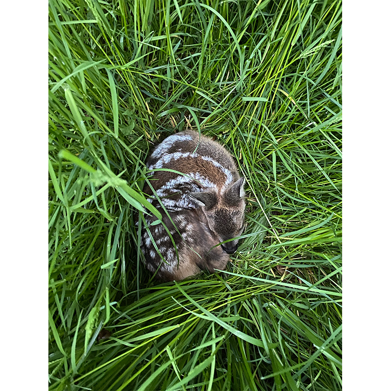 Rehkitz im >Gras